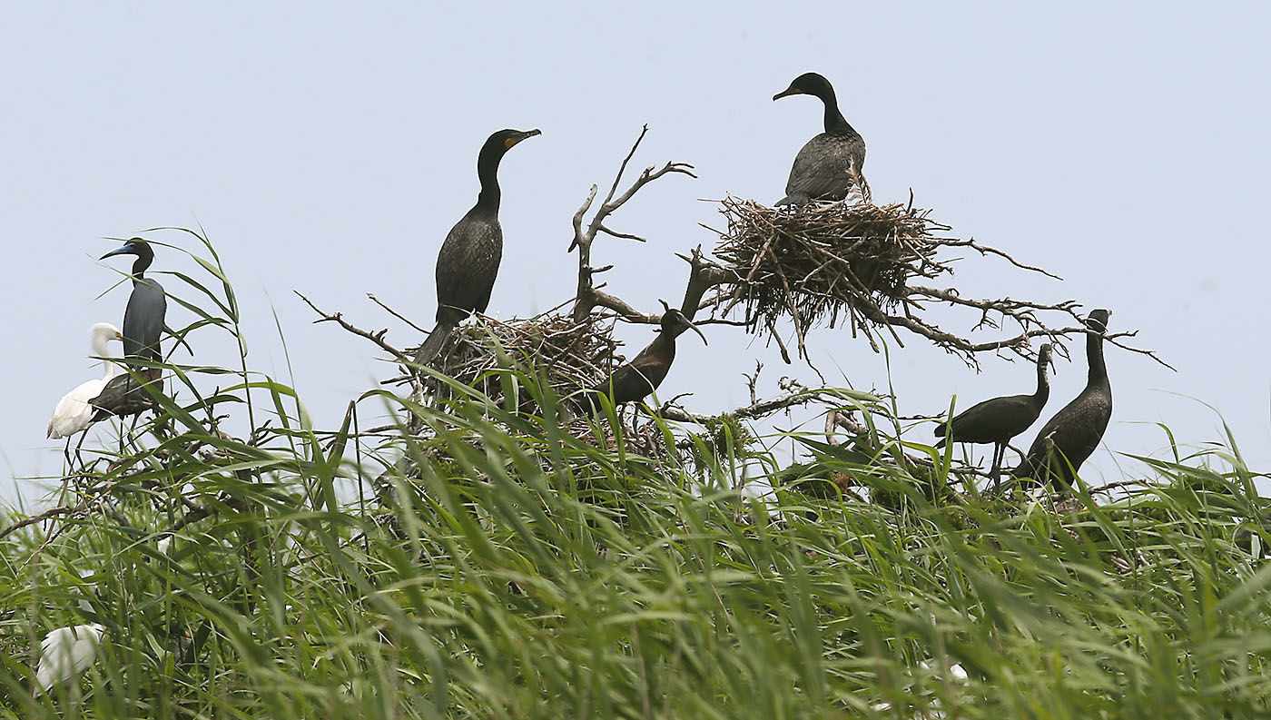 Cormorants Nesting